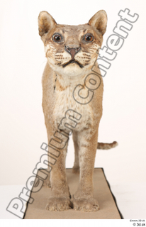 Asian golden cat Catopuma Temminckii whole body 0004.jpg